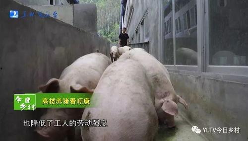 肥猪爆料虎子怎么做的视频,虎子独家视频揭秘制作过程  第1张